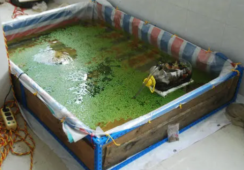 水蚤养殖方法,水蚤养殖注意事项