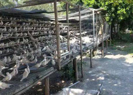 斑鸠养殖掌握,斑鸠养殖技术